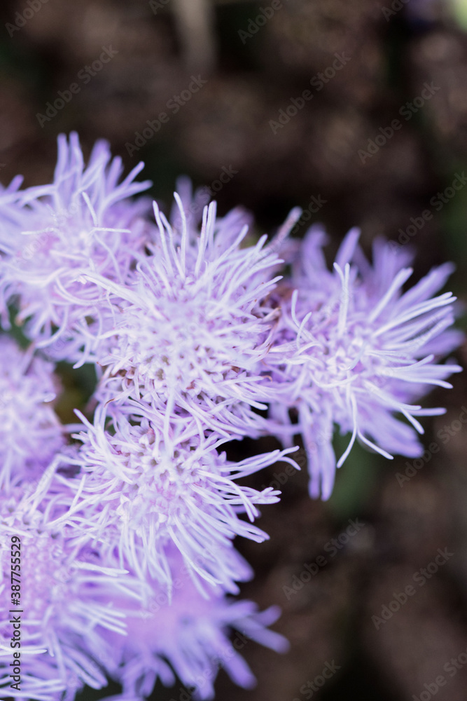 Small frilly purple flower heads Small frilly purple flower heads