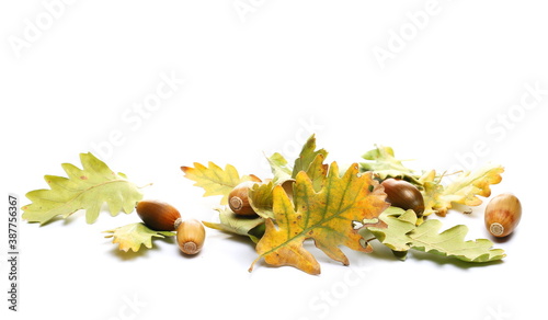 Oak leaves and acorns pile in autumn, green and yellow foliage isolated on white background