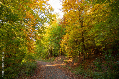 Herbstwald © Sascha