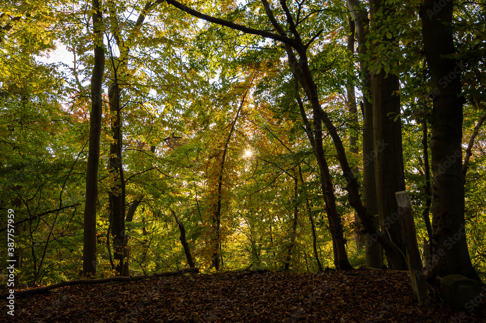 Obraz premium Herbstwald