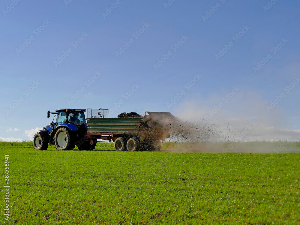 Fototapeta premium tractor throwing cow manure on a meadow in autumn in Germany