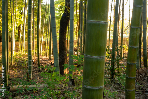 bamboo forest background in sunrise