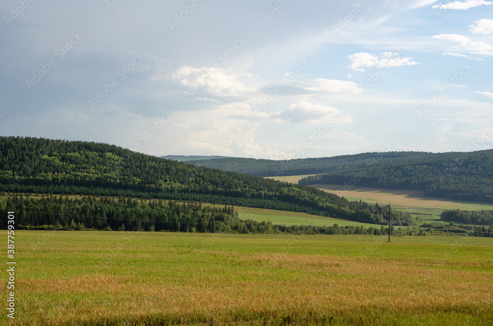 Landscape with green hills. Summer landscape with fields of grass and forest.