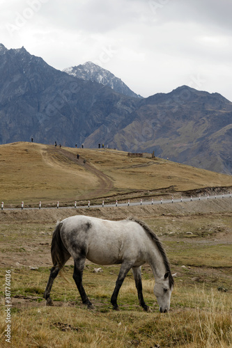 White horse is walking on a pictures autumn pasture in cloudy weather on a background of beautiful landscape of Caucasus Mountains and country road, Georgia.
