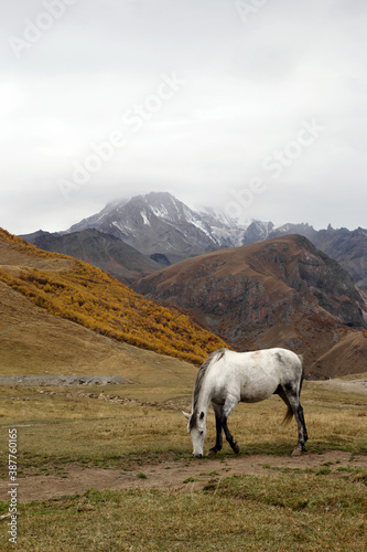 White horse is walking on a pictures autumn pasture in cloudy weather on a background of beautiful landscape of Caucasus Mountains, Georgia.