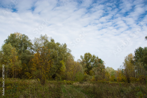 Autumn landscape  yellowed grass in the meadow  country road  trees and sky with clouds
