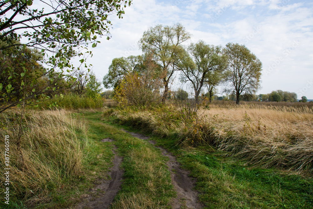 Autumn landscape, yellowed grass in the meadow, country road, trees and sky with clouds