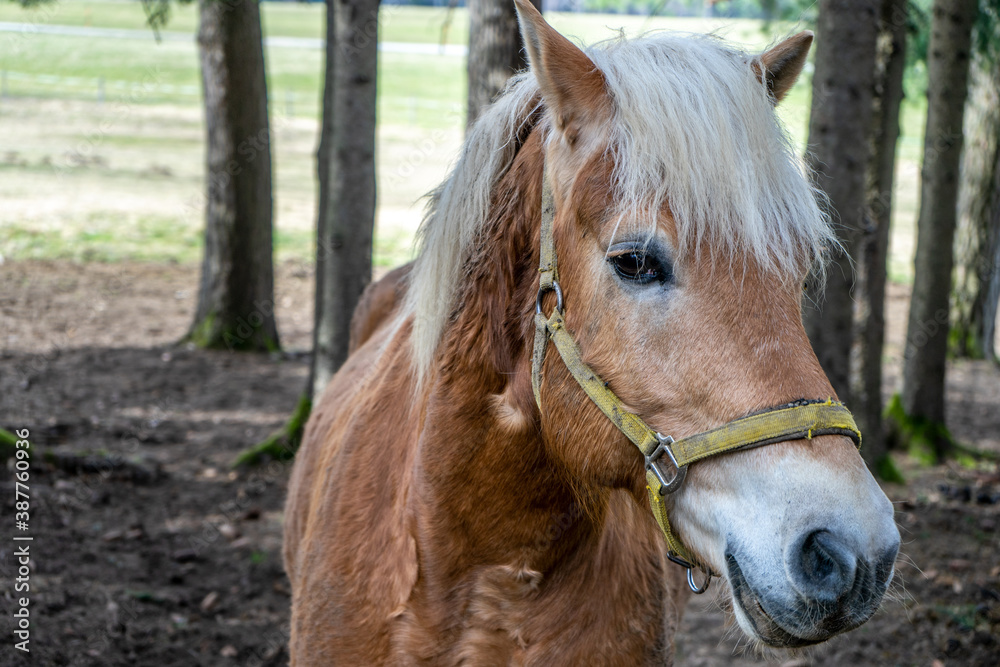 Schönes Braunes Pferd im Wald Schönes Braunes Pferd im Wald
