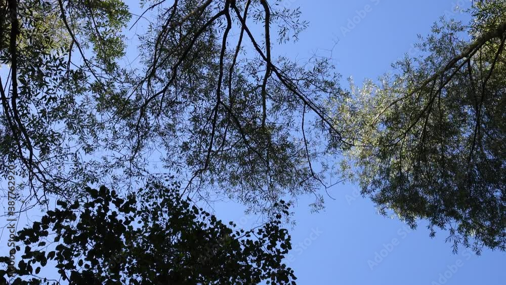 Crowns of trees in the autumn forest against the blue sky Crowns of trees in the autumn forest against the blue sky