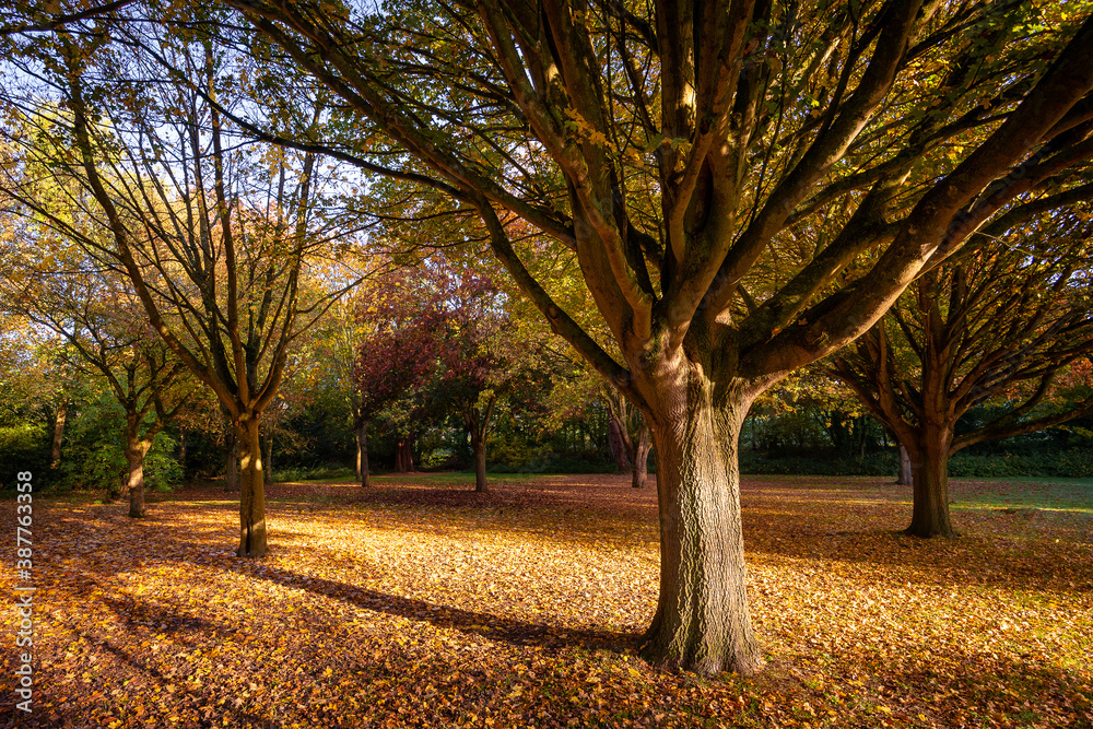 Beautiful trees surrounded by blanket of fallen colourful Autumn leaves on the ground.