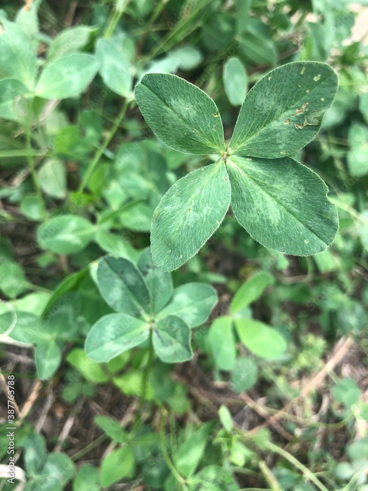 4 and 5 leaf clover in the field 4 and 5 leaf clover in the field
