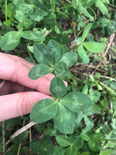 hand holding a 4 leaf clover