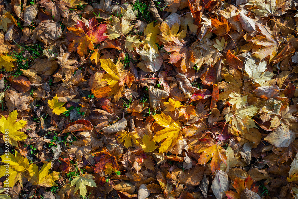Pile of fallen Autumn leaves on the ground