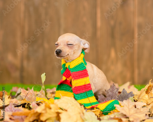Happy Toy terrier puppy wearing warm scarf sits on autumn leaf