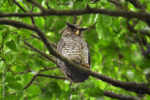 Spot-Bellied Eagle Owl bird sitting on the tree