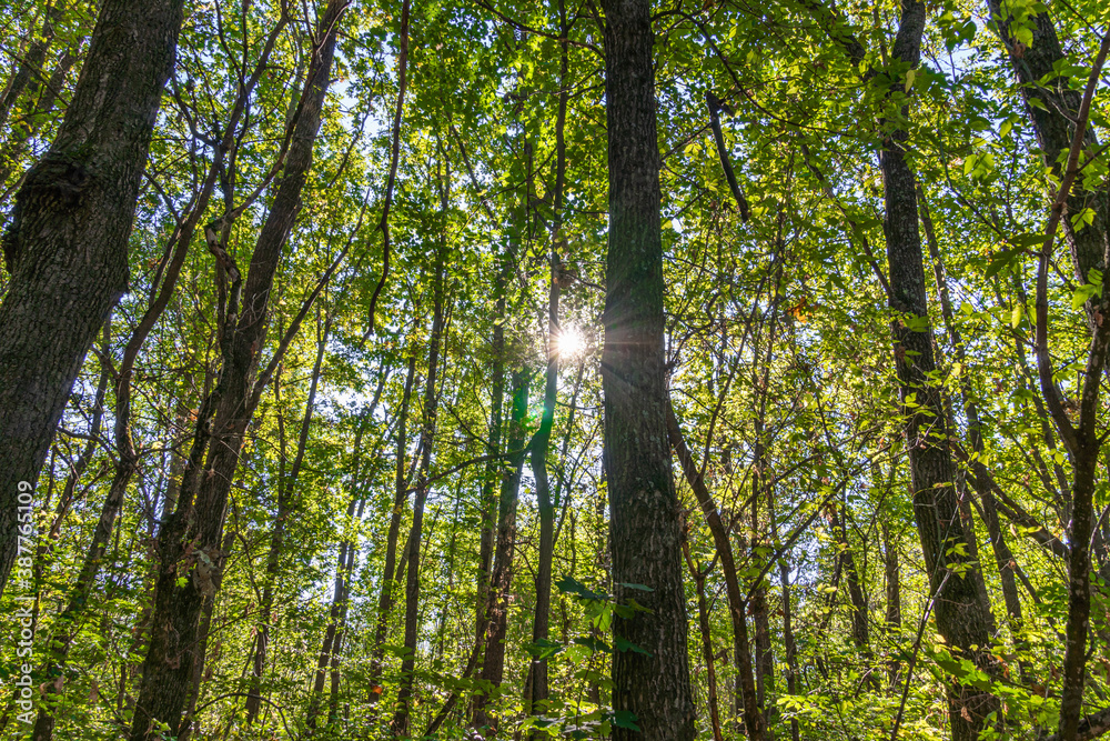 Obraz premium The rays of the bright autumn sun make their way through the leaves of the oak forest
