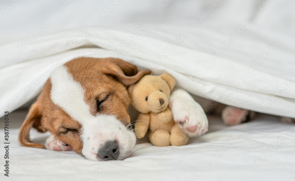 Sick jack russell terrier puppy hugs favorite toy bear and sleeps under white warm blanket on a bed at home