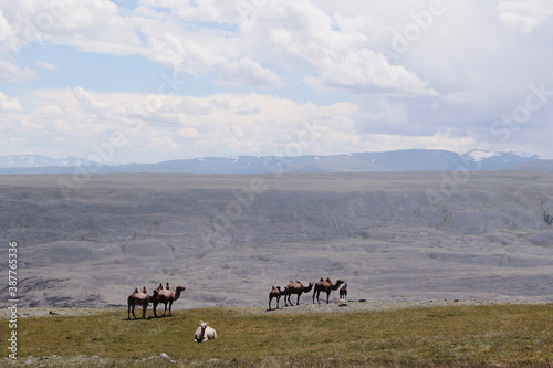 Fototapeta Naklejka Na Ścianę i Meble -  Altai desert steppe and a caravan of wild camels led by an albino camel
