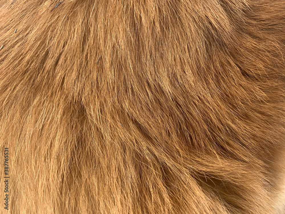 Close up of long orange fur Close up of long orange fur