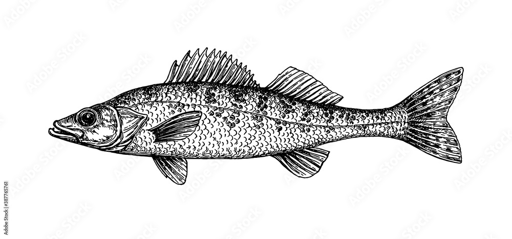 Walleye fish ink sketch Walleye fish ink sketch