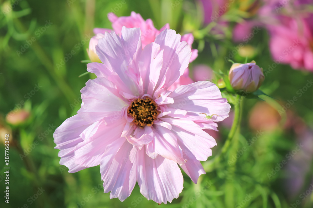 Wildflowers in the summer. Wildflowers in the summer.