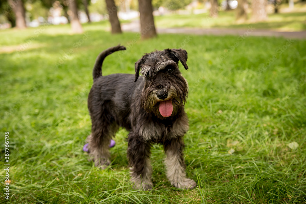 Portrait of cute miniature schnauzer at the park.