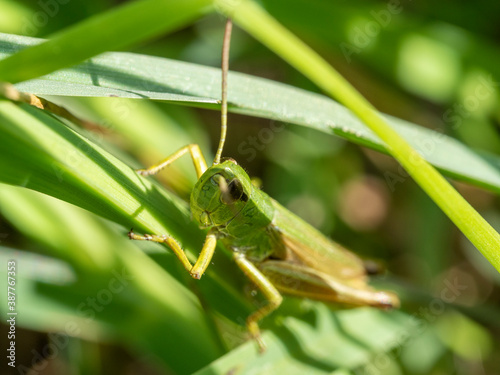 green grasshopper in the grass close-up. macro photo of an insect