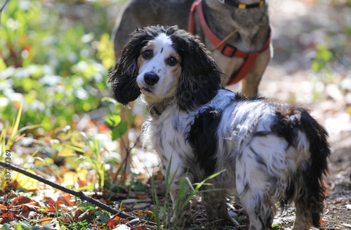 cocker spaniel, portrait of a dog with long ears