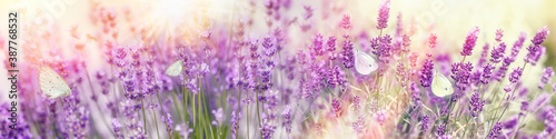 Selective focus on white butterfly on lavender, beauty in bature, beautiful flower in flower garden