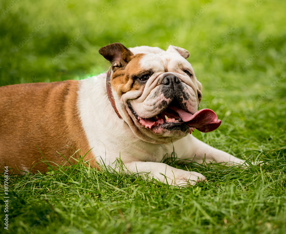 Portrait of cute english bulldog at the park.