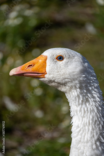 Organic goose from the Polish countryside looks around during the warm summer photo