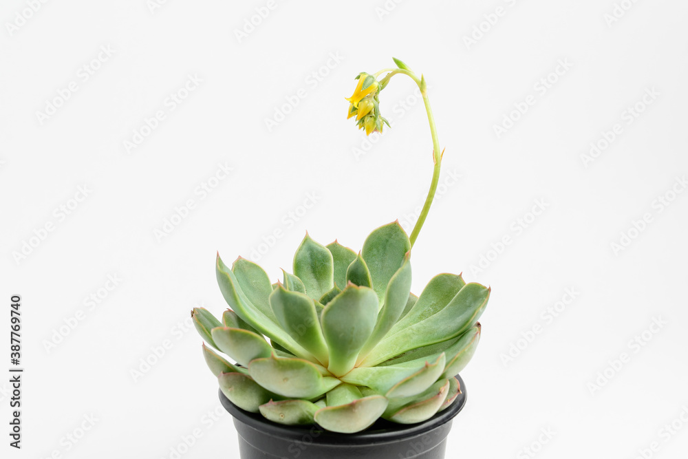 Side view of round fresh succulent plant with green leaves in a black garden pot isolated on a white background, with space for text.