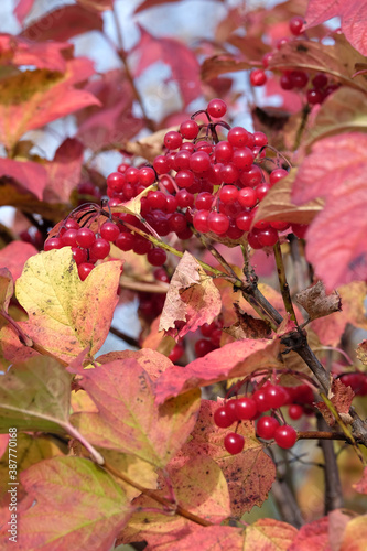 Red viburnum bunch with many ripe berries hangs on the branch in front blur autumn background vertical view close up