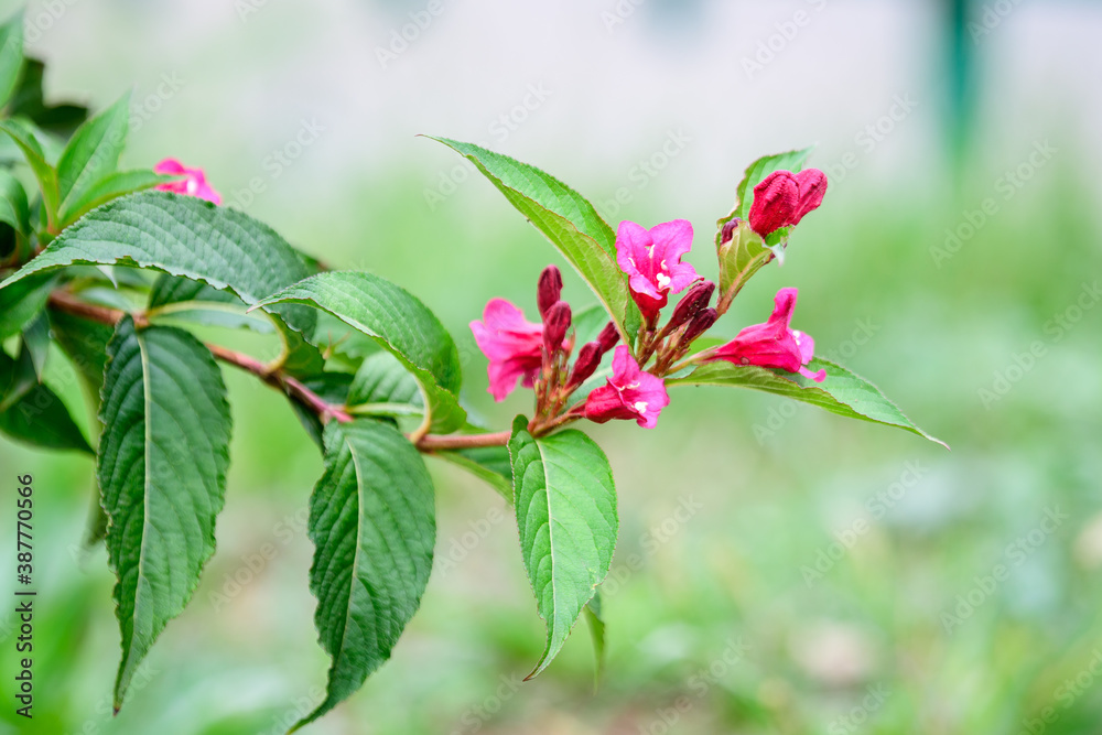 Close up of vivid pink magenta Weigela florida plant with flowers in full bloom in a garden in a sunny spring day, beautiful outdoor floral background photographed with soft focus. Close up of vivid pink magenta Weigela florida plant with flowers in full bloom in a garden in a sunny spring day, beautiful outdoor floral background photographed with soft focus.
