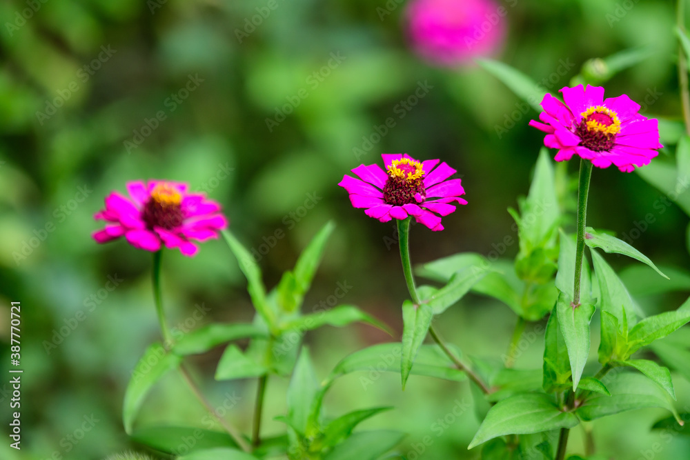 Close up of many beautiful large pink magenta zinnia flowers in full bloom on blurred green background, photographed with soft focus in a garden in a sunny summer day. Close up of many beautiful large pink magenta zinnia flowers in full bloom on blurred green background, photographed with soft focus in a garden in a sunny summer day.