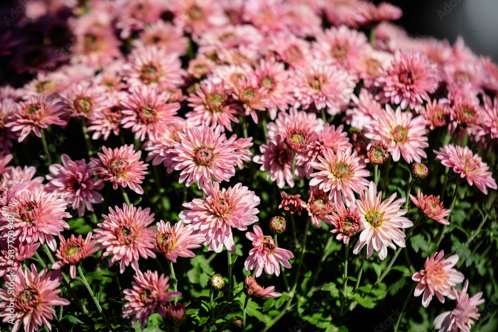 Many vivid pink Chrysanthemum x morifolium flowers in a garden in a sunny autumn day, beautiful colorful outdoor background photographed with soft focus.