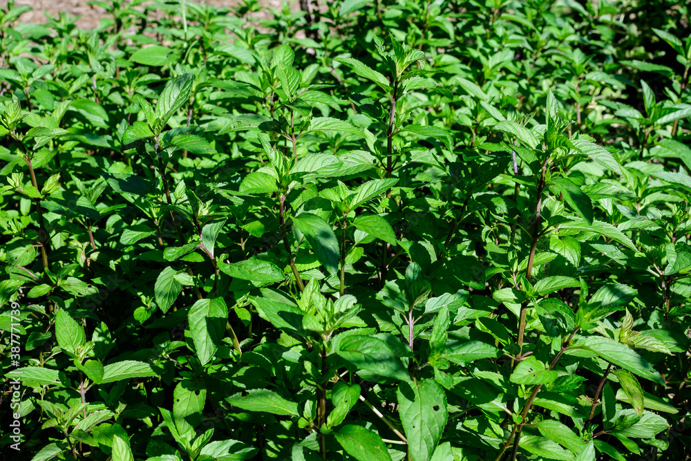 Fresh green peppermint or mentha × piperita, also known as Mentha balsamea leaves in direct sunlight, in an organic herbs garden, in a sunny summer day. Fresh green peppermint or mentha × piperita, also known as Mentha balsamea leaves in direct sunlight, in an organic herbs garden, in a sunny summer day.
