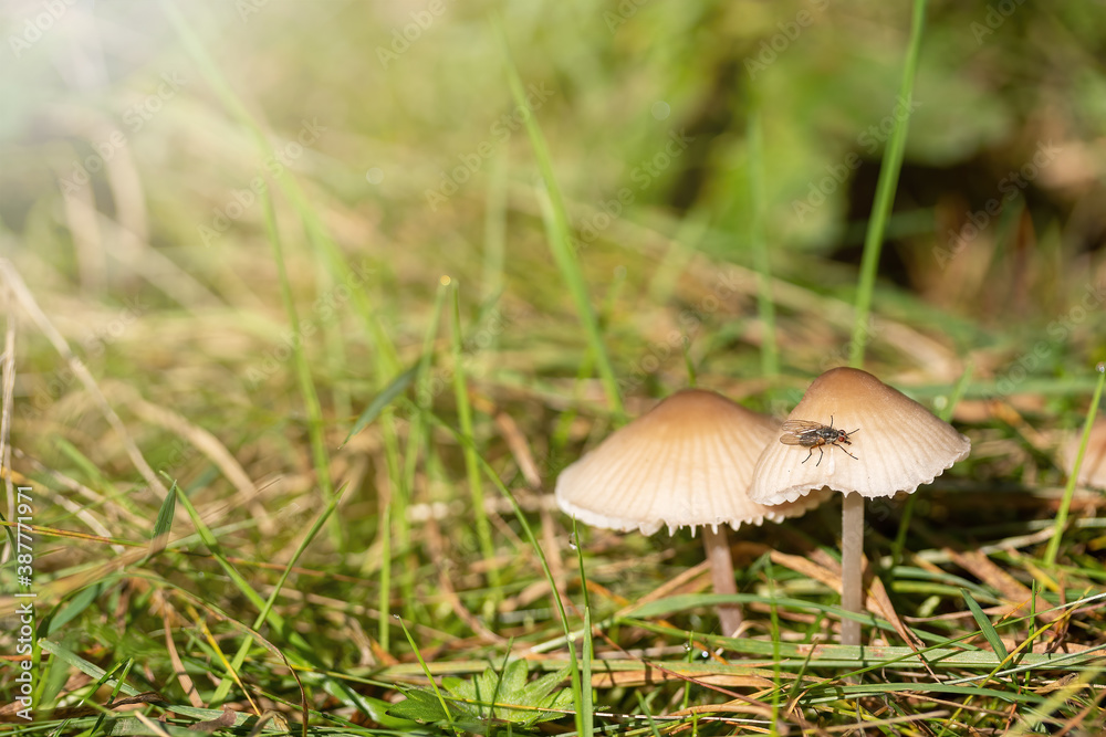 Pair of earthy inocybe wild poisonous mushrooms with insect on the cap. Pair of earthy inocybe wild poisonous mushrooms with insect on the cap.