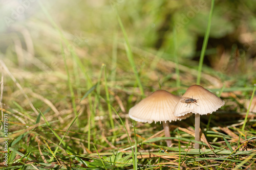 Pair of earthy inocybe wild poisonous mushrooms with insect on the cap.