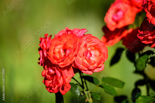 Close up of many delicate vivid red roses in full bloom and green leaves in a garden in a sunny summer day  beautiful outdoor floral background photographed with soft focus.
