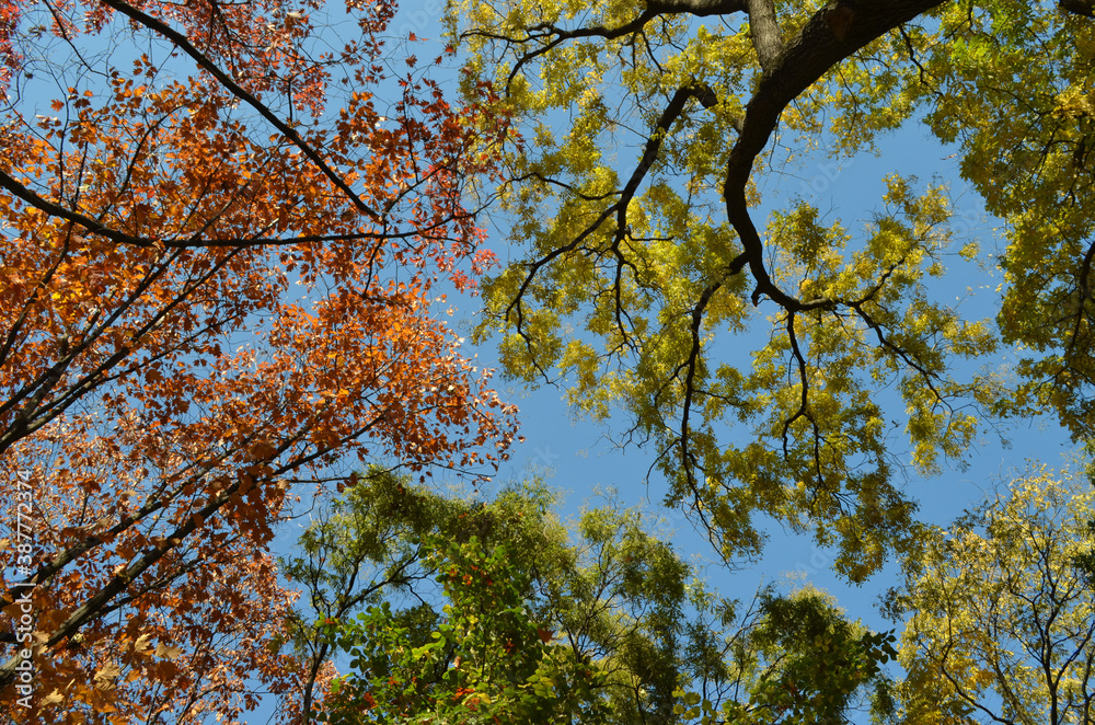 Different trees with green, yellow, orange and brown leaves towards clear blue sky in a garden during a sunny autumn day. Different trees with green, yellow, orange and brown leaves towards clear blue sky in a garden during a sunny autumn day.