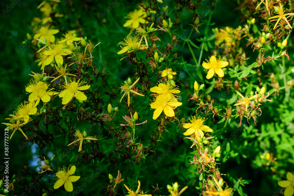 Many delicate yellow flowers of Hypericum perforatum plant, commonly known as.perforate or common St John's wort, in a garden in a sunny spring day Many delicate yellow flowers of Hypericum perforatum plant, commonly known as.perforate or common St John's wort, in a garden in a sunny spring day