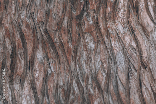 Wood carving. Background with patterns on wood. photo