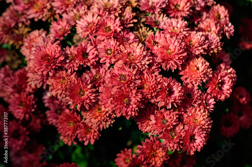 Many vivid red Chrysanthemum x morifolium flowers in a garden in a sunny autumn day  beautiful colorful outdoor background photographed with soft focus.