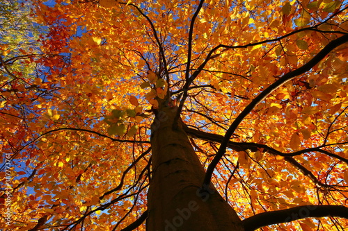 View looking up a Tree with Autumn Leaves in Sunlight, County Durham, England, United Kingdom.