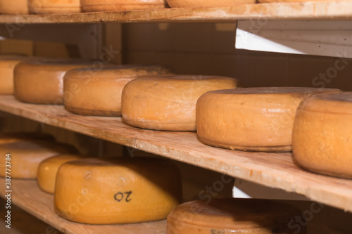 types of cheese on the market
