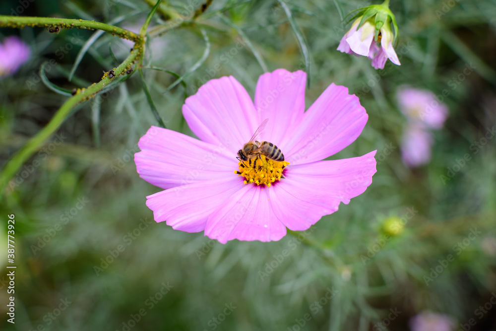 One delicate vivid pink flower of Cosmos plant in a British cottage style garden in a sunny summer day, beautiful outdoor floral background photographed with soft focus. One delicate vivid pink flower of Cosmos plant in a British cottage style garden in a sunny summer day, beautiful outdoor floral background photographed with soft focus.