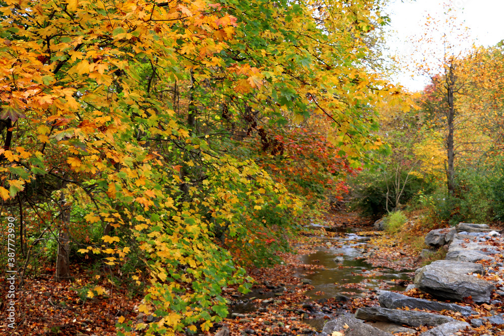 Autumn at the creek in October