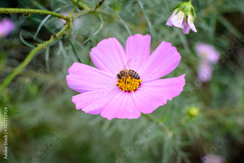  One delicate vivid pink flower of Cosmos plant in a British cottage style garden in a sunny summer day  beautiful outdoor floral background photographed with soft focus.