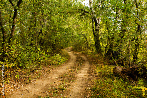 Beautiful autumn landscape in forest. Colored yellow nature in Europe. Amazing Environment.